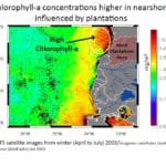 A slide from Tracy van Holt's presentation, ÛÏFisher success and adaptation to plantation systems in Chile,Û shows higher phytoplankton chlorophyll concentrations offshore of plantation drainage outlets.