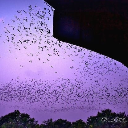 Bat colony in Austin, TX. Credit: Pam Rice Phillips.
