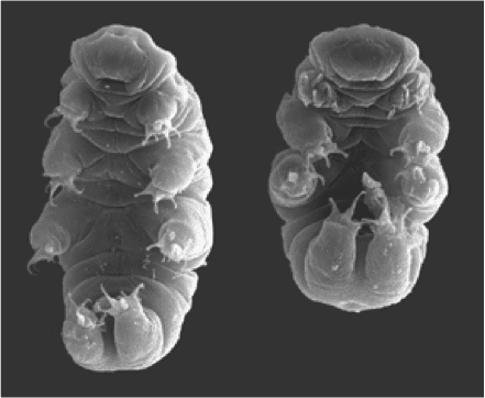 Hypsibius dujardini imaged with a scanning electron microscope. Image Credit: Willow Gabriel and Bob Goldstein