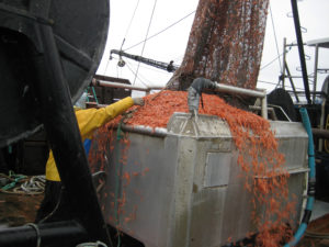 Shrimp harvest off the coast of Coos Bay, Oregon. Image Credit: NOAA Fisheries 