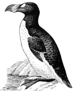 The Great Auk. Image Credit: Canadian Museum of Nature
