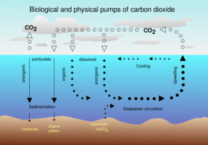A simple diagram of the ocean carbon cycle, showing uptake from the atmosphere, longterm storage in deepsea sediments, and release during upwelling. Image Credit: Hannes Grobe, 2016