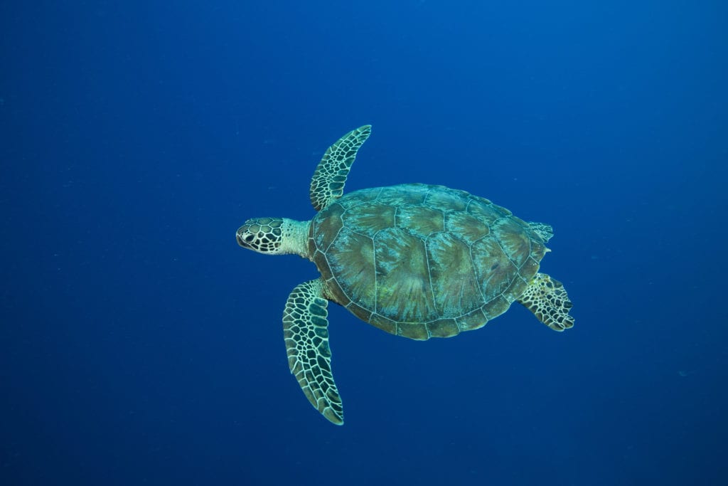 High seas governance is critical to protect migratory species like sea turtles, who don’t acknowledge human-made boundaries. Image Credit: Richard Brooks for The Pew Charitable Trusts