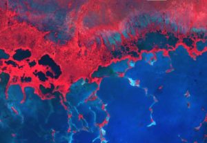 Landsat 5 image highlighting the Florida Everglades mangrove extent using a cloud filtering algorithm and false color bands. Image Credit: Everglades Ecological Forecasting Team