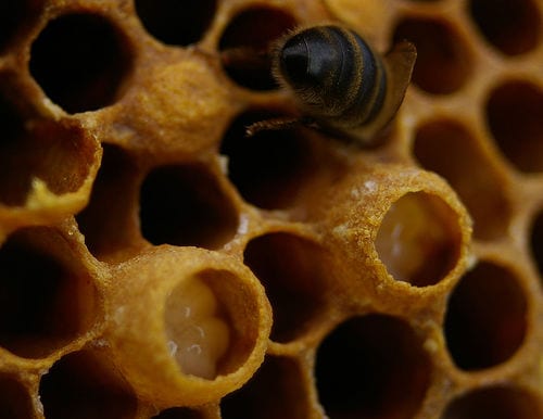Image of the innards of a beehive with larva.
