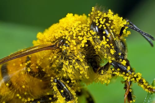 Close up image of a bee showing individual grains of pollen