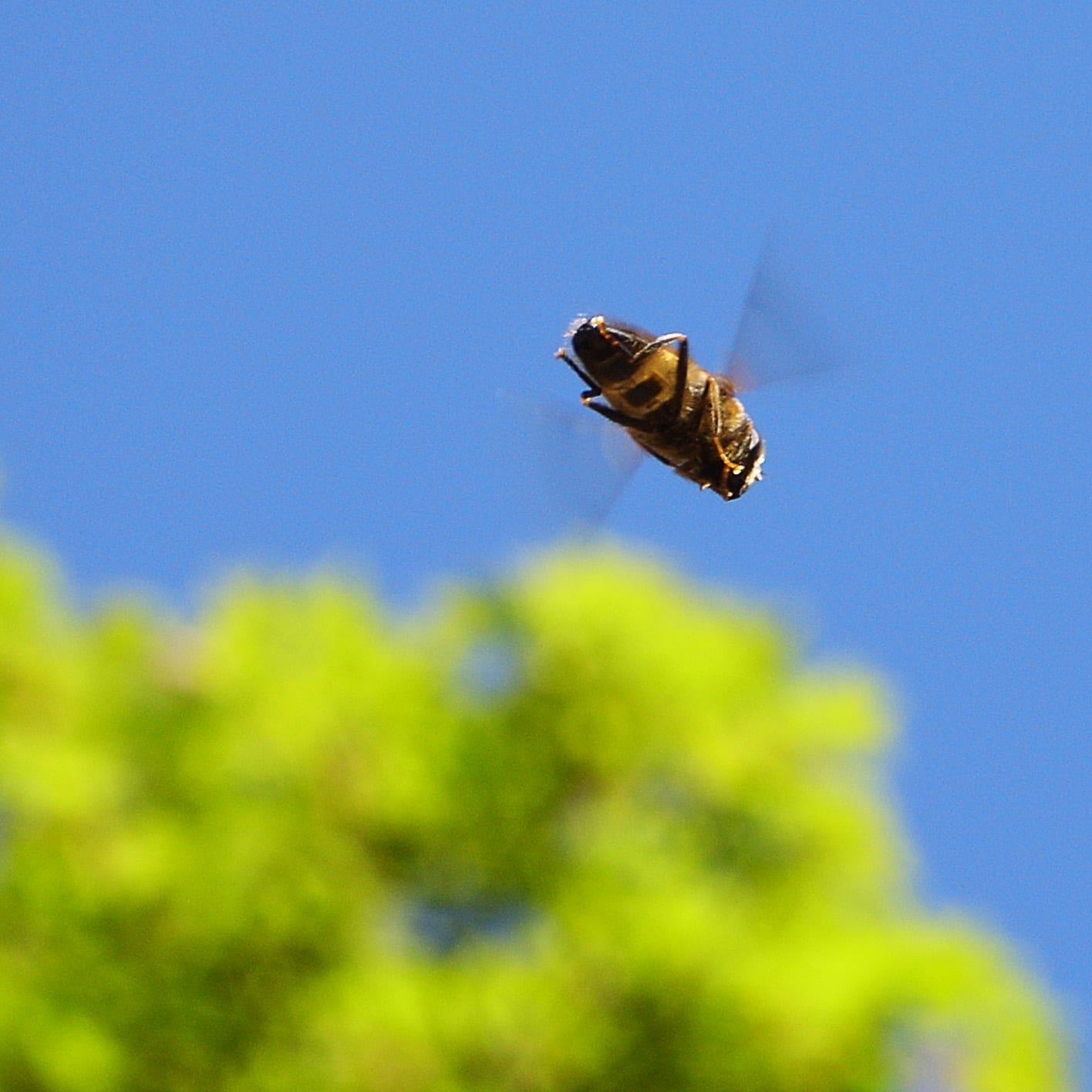 Image of a bee in flight.