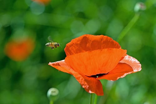 Image of a bee in flight next to an orange flower