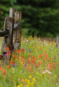 image of a meadow along a fence with colorful flowers