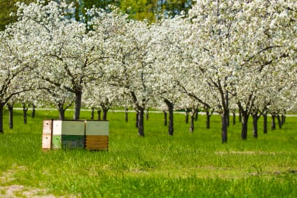 Image of Bee hives set out in a cherry orchard to pollinate blossoms.