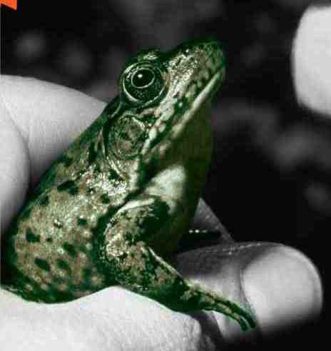 Cropped image of a frog from the cover of Last Child in the Woods