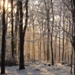 Cropped image of a beech forest.