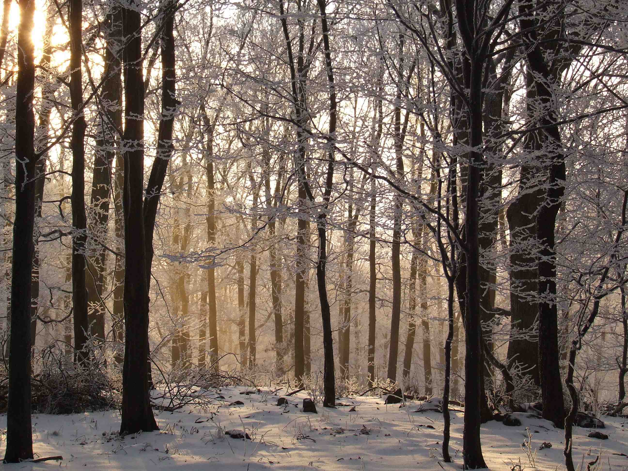 Image of a gorgeous beech forest with snow on the ground.