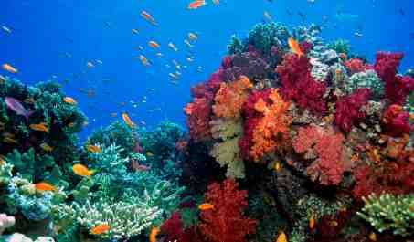 Image of Beauitful Fiji soft coral gardens