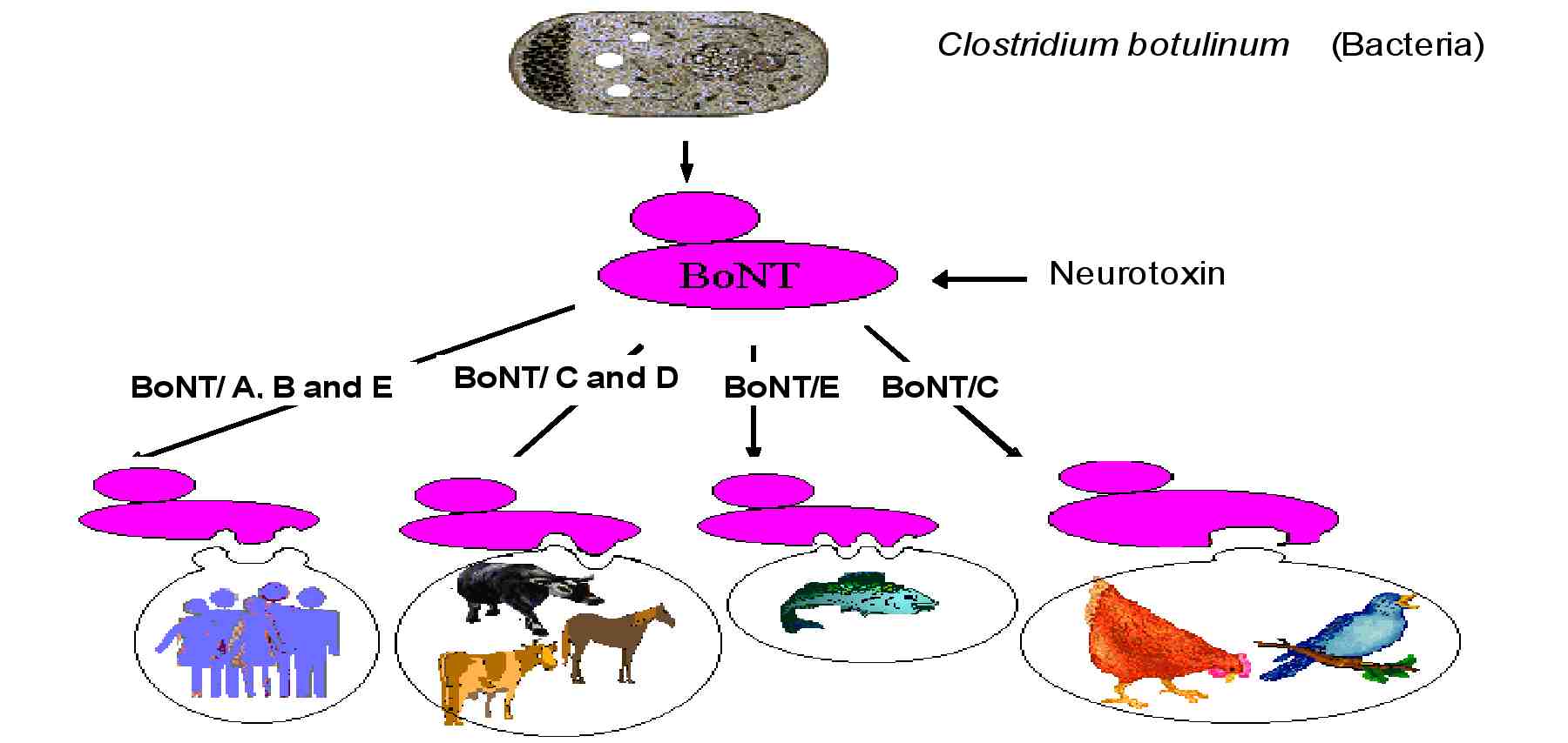 Illustration showing how botulism can spread