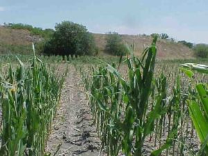 Corn field affected by severe drought and grasshoppers in western Nebraska in 2002. Photo courtesy of the National Drought Mitigation Center.