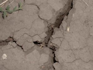 Extensive ground cracking in a crop field in the U.S. Central Great Plains during the 2005 drought. Photo courtesy of the National Drought Mitigation Center.