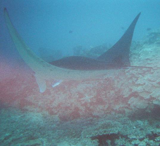 A picture of a Manta Ray taken at “Manta Road” in Pohnpei, FSM, an example of the remarkable biodiversity in the Federated States of Micronesia.