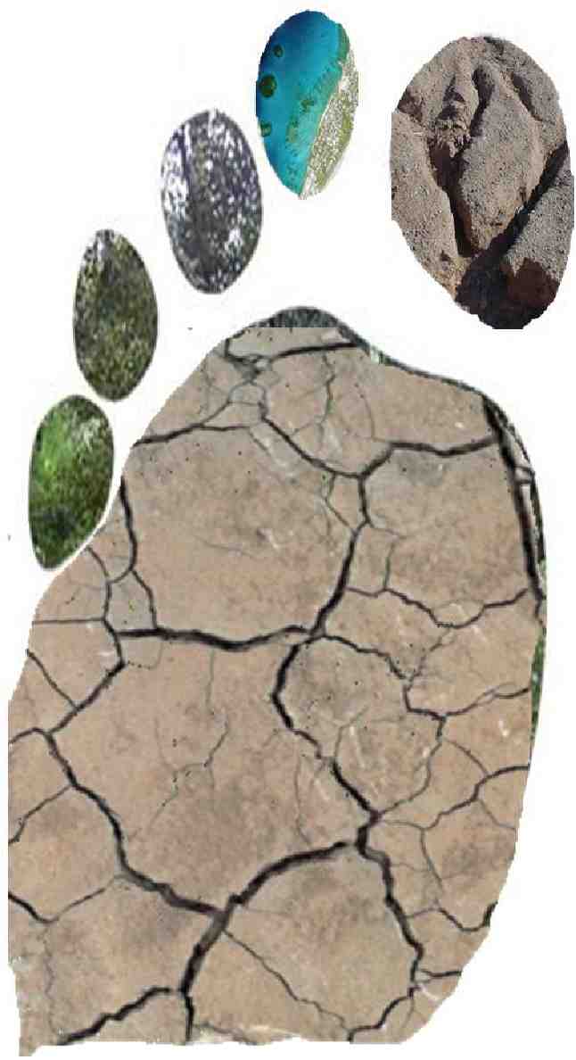 Image of a foot made up of different ecosystems.