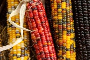 Indian Corn in Fall