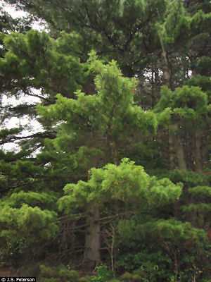 Eastern White Pine ÛÒ Pinus strobus L. USDA photo