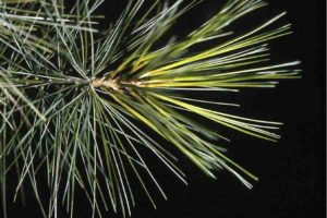 Eastern white pine long five-needled polystelic shoots. USDA photo.