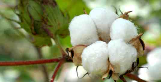 Image of a cotton ball with a boll