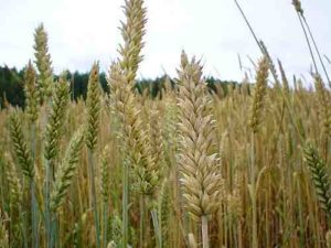 Closeup image of wheat against backdrop of wheat field