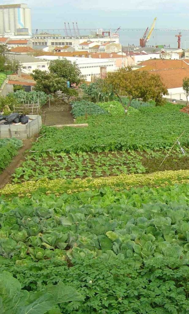 Figure 1: Example of urban agriculture in Lisbon.