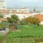 Cropped image of an urban garden in Lisbon