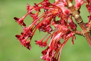Acer pycnanthum, VU. (Westonbirt Arboretum)
