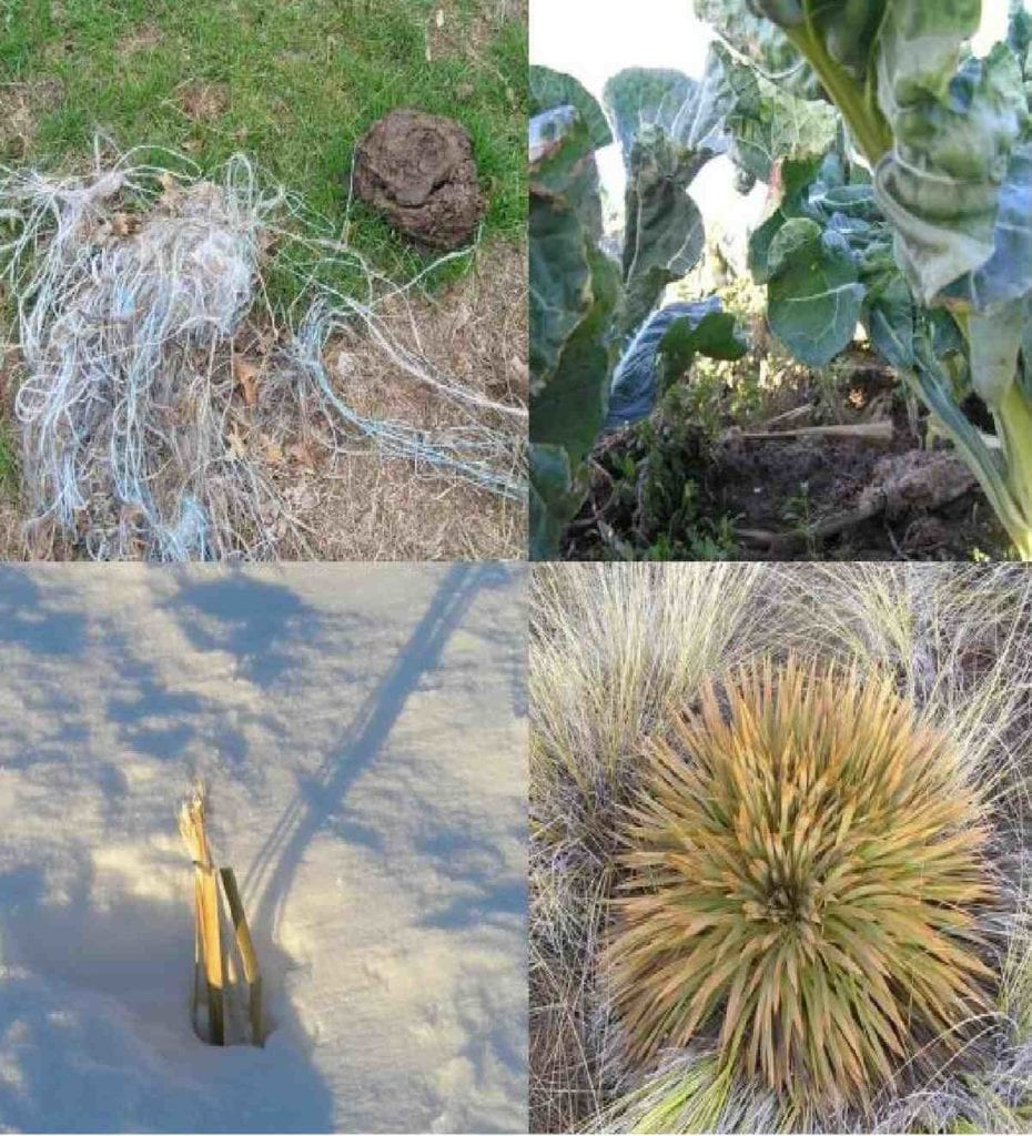 What’s On the Point? Clockwise from upper left: Animal hair, string, cow pies, and grass at 32° North 96° West, Texas, USA; Swiss chard at 53° North 0 in the United Kingdom; Spaniard plant at 45° South 169° East in New Zealand; and corn stalk in the snow at 41° North 100° West, Nebraska, USA. Photos: Joseph Kerski