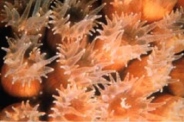 Image of a sea anemone