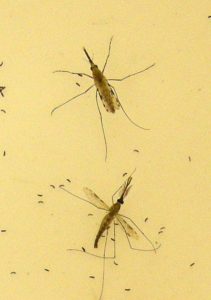 Image of two Anopheles gambiae mosquitoes, a male and a female laying eggs.