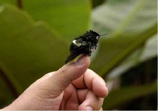 Male bee hummingbird (Mellisuga helenae)