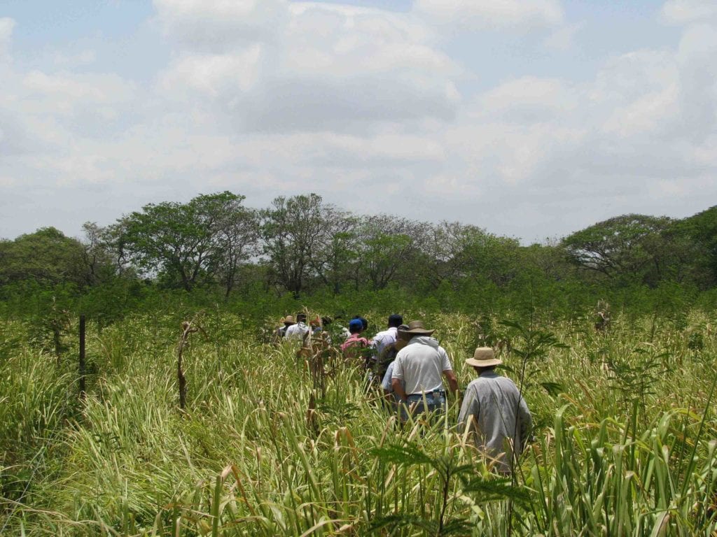 Cattle ranchers and farmers in Panama learn about native species reforestation and silvopastoral systems in the field. 