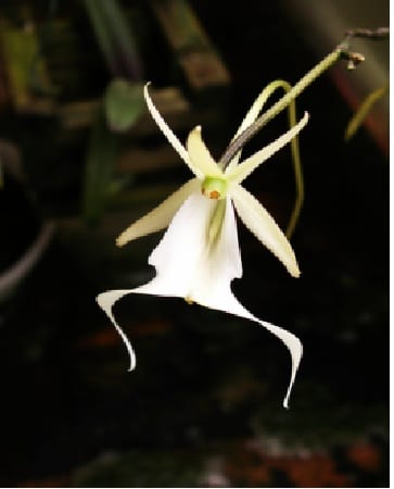 A ghost orchid, Dendrophylax lindenii