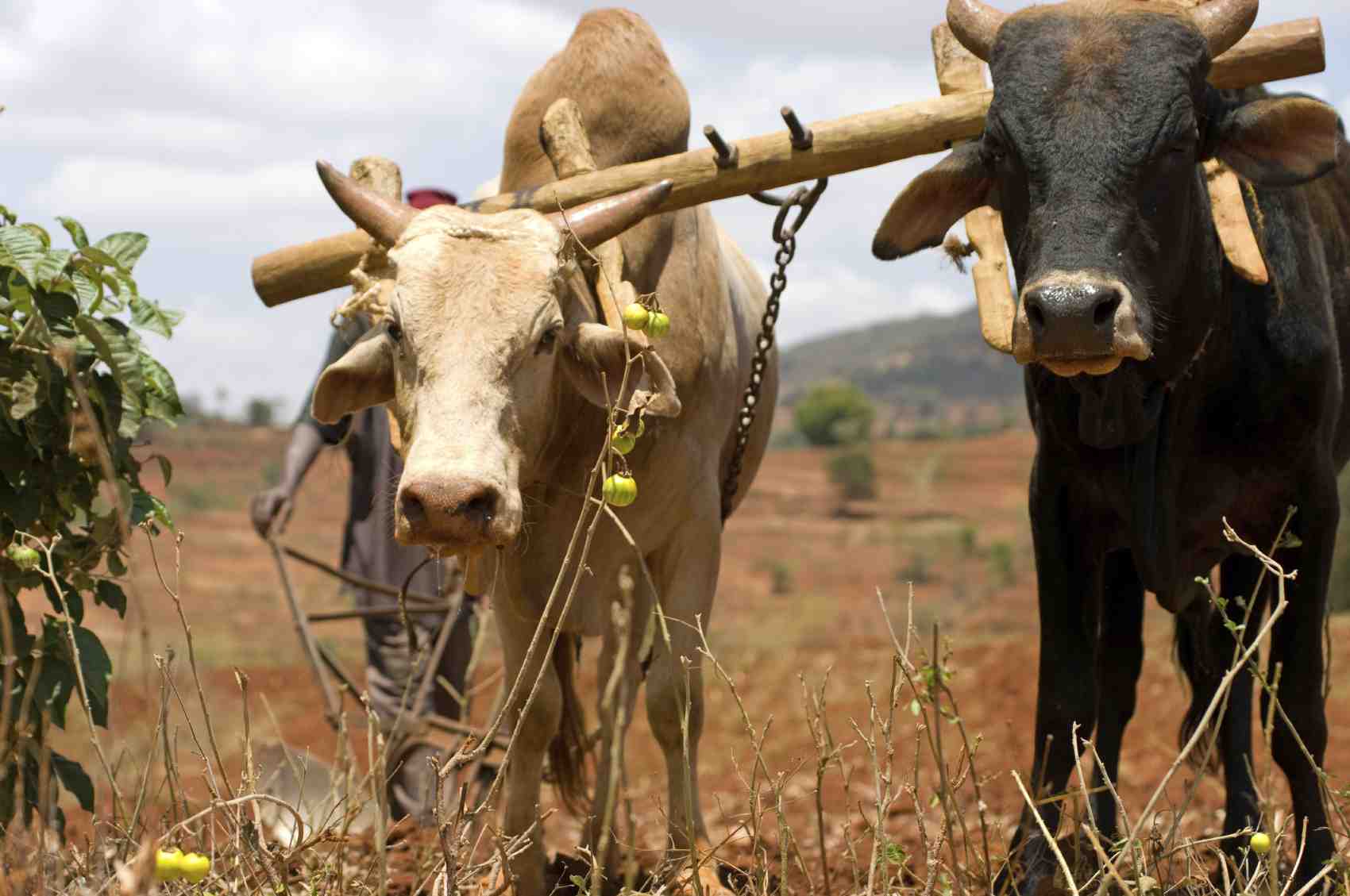 Kenyan farmer plowing his field with oxen