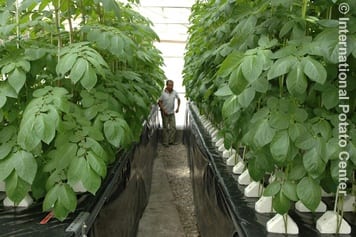 Foliage of potato plants grown in aeroponics in a greenhouse at CIP-Huancayo, Peru. In aeroponics there is greater foliage growth than in traditional methods. Photo by Victor Otazu of CIP-Huancayo.