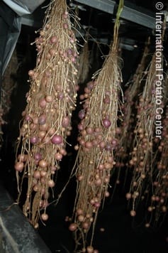 Yield of a native potato, Uqui nawi, showing the potential of potato seed production in aeroponics. The cost of each clean minituber is around $ 0.20. With aeroponics this cost can be reduced by å_ or even more. Photo taken at CIP-Huancayo, Peru by Victor Otazu.