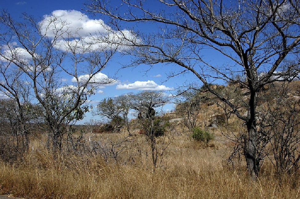 Landscape in Kruger National Park (Wikipedia)