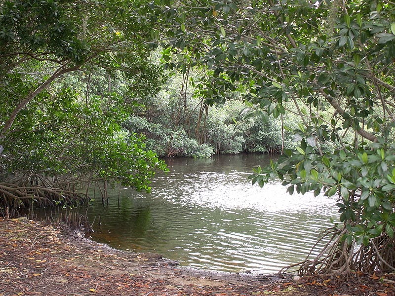 Mangrove trees bordering a tidal estuary in Everglades National Park