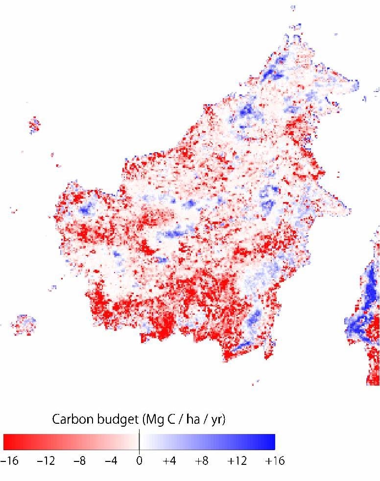 Figure 5: Net carbon budget of Borneo Island in 2008 as a result of cumulative forest cover change during the period of 1982ÛÒ2008 (Figure 3) estimated by the terrestrial ecosystem model. Red areas show net carbon sources to the atmosphere, and blue areas show net carbon sinks.