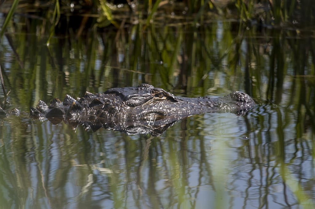 Image of an alligator in estuarine waters in eastern North Carolina