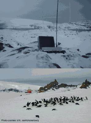Image of Antarcticas AdÌ©lie and gentoo penguins and a laptop.