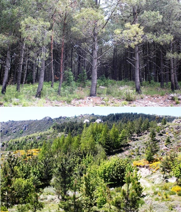 Images of a pine stand and a mixed forest in Portugal