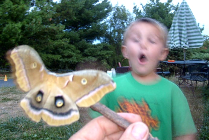 Image of a boy and a moth
