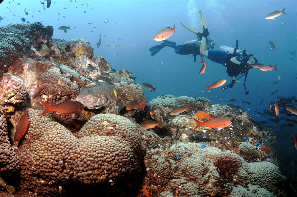Divers at the Flower Garden Banks National Marine Sanctuary. Photo credit: NOAA.