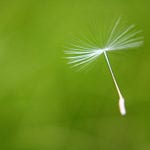 Photo of a dandelion seed.