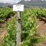 picture of Block with wine grapes in Western Cape Province.
